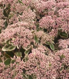 Sedum telephium 'La Vien Rose'